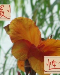 开云体育-都在羡慕别人家外援香！其实申花+海港的外援 已经很有性价比